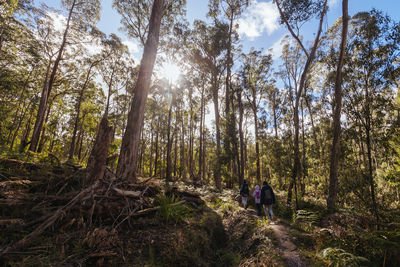 Rear view of woman standing in forest