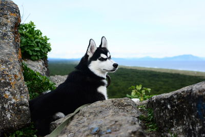 Dog on rock against sky