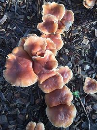 Close-up of mushrooms