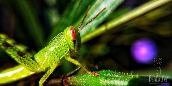 Close-up of insect