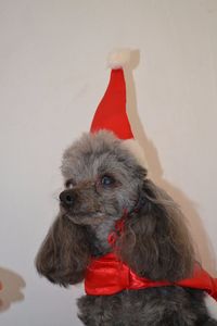 Portrait of dog wearing hat