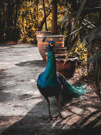 High angle view of a bird in the forest