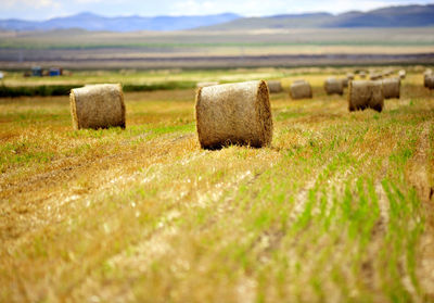 Hay bales on field