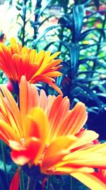 Close-up of day lily blooming outdoors