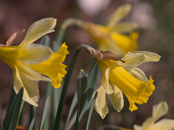 Close-up of yellow flowering plant