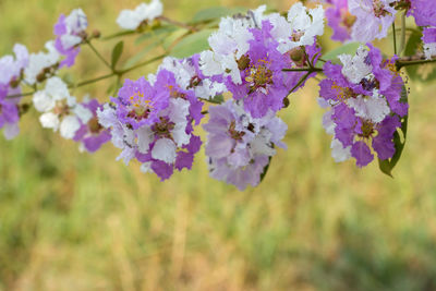 Close-up of purple flowering plants