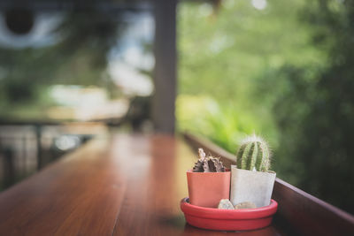 Close-up of potted plant on table