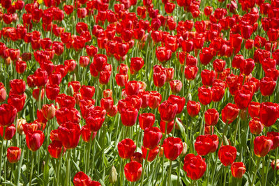 Close-up of red poppy flowers