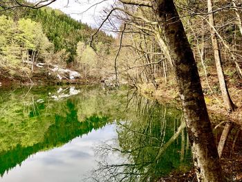 Reflection of trees in lake