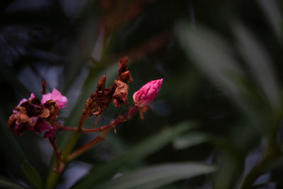 Close-up of pink flowering plant