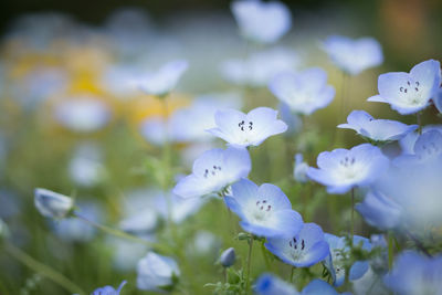 Close-up of white flowers blooming outdoors