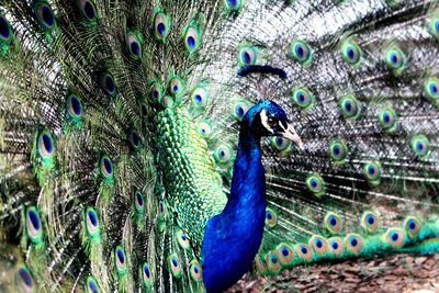 Close-up of peacock