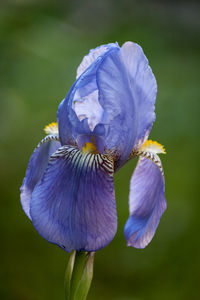 Close-up of purple flower