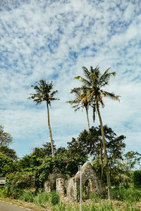 Low angle view of coconut palm trees on field against sky