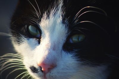 Close-up of cat