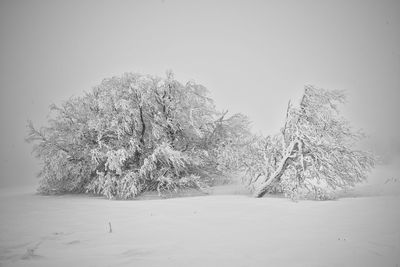 Tree against clear sky during winter