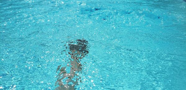 High angle view of turtle swimming in pool