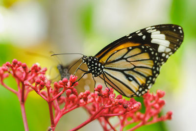 Close-up of butterfly pollinating on flower