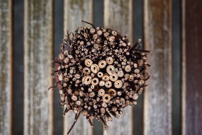 Close-up of dry plant