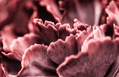 Macro shot of pink flowering plant