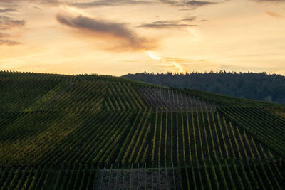 View of vineyard against sky during sunset