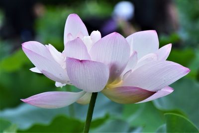 Close-up of pink lotus water lily