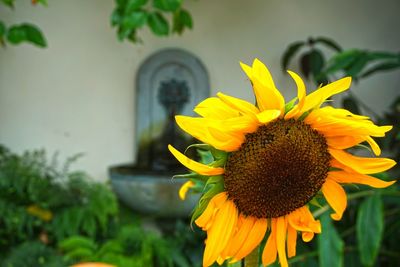 Close-up of sunflower