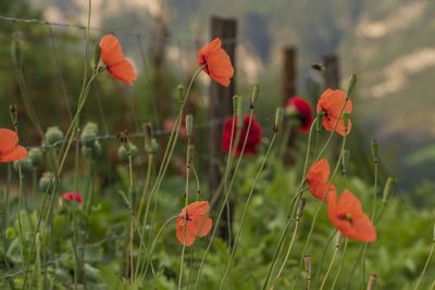 Close-up of red poppy flowers on field