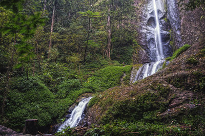 Scenic view of waterfall in forest