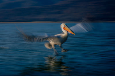 Bird in lake