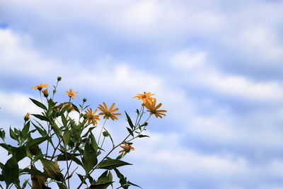 Low angle view of flowering plant against sky