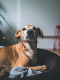 Portrait of dog sitting at home