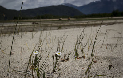 Close-up of plants by lake against mountain