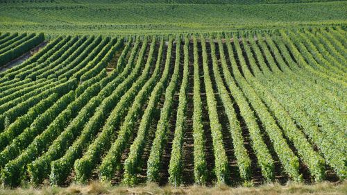 Scenic view of agricultural field