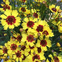 Close-up of yellow flowers