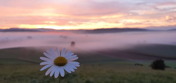 Close-up of white daisy flowers on field against sky during sunset