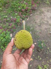 Close-up of hand holding fruit