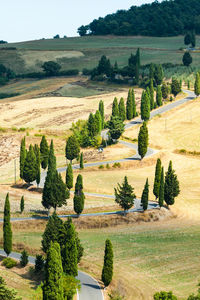 High angle view of trees on field