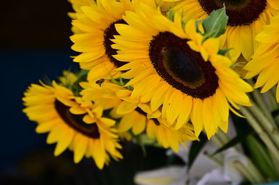 Close-up of yellow flowering plant