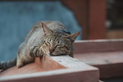 Close-up of tabby resting on wall