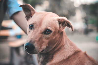 Close-up portrait of dog