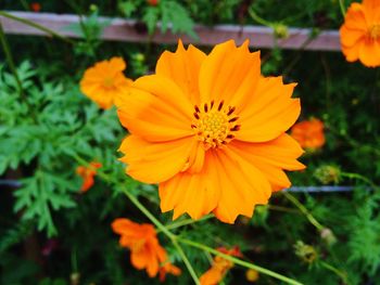 Close-up of yellow flower