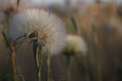 Close-up of dandelion flower