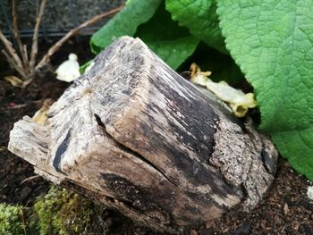 Close-up of insect on tree