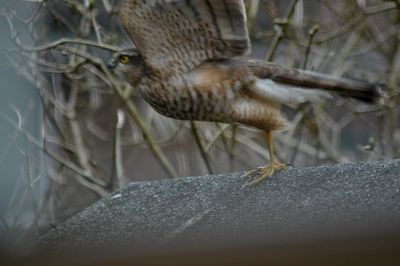 Close-up of bird