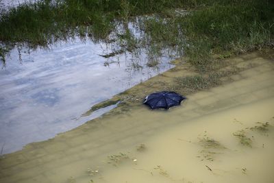 High angle view of turtle in lake