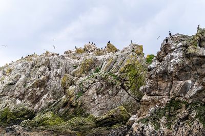Low angle view of birds on cliff against sky