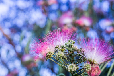 Close-up of fresh pink flowers blooming outdoors