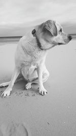 Dog sitting at beach against sky