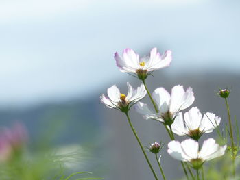 Close-up of white flowers